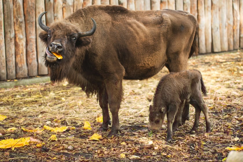 Żubry z wrocławskiego zoo