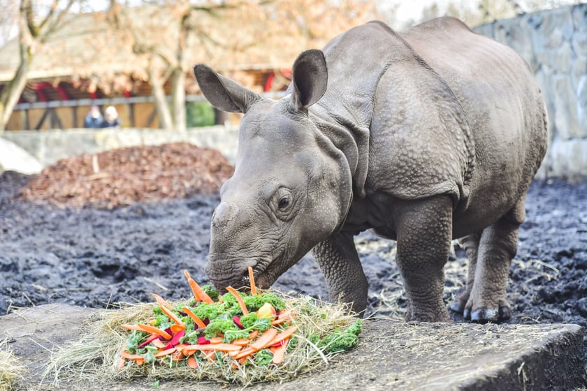 Hipopotamy z wrocławskiego zoo w sezonie jedzą gł&oacute;wnie zielonkę, siano i granulaty. Smakołyki są jednak mile widziane.