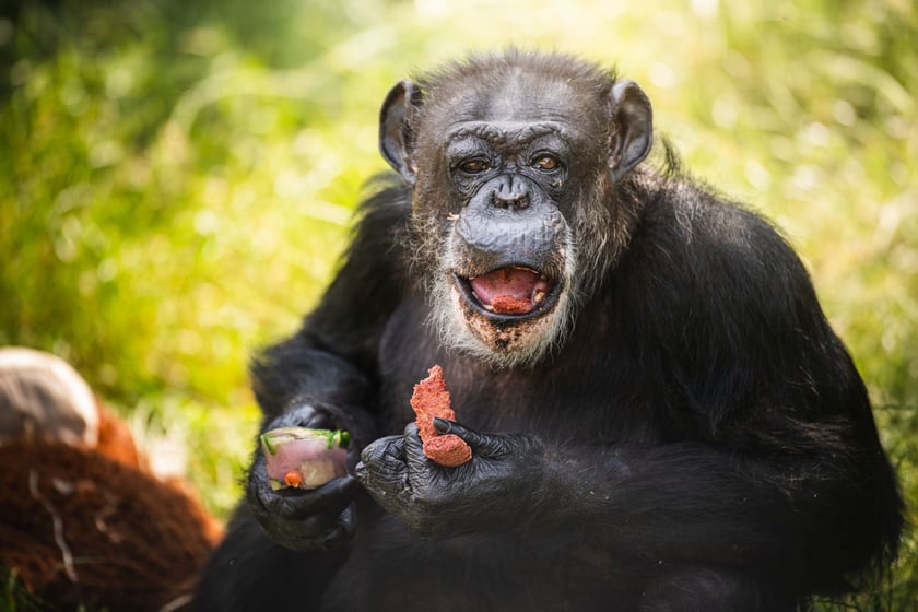 W zoo dieta małp składa się gł&oacute;wnie z liści, warzyw, zielonki i granulat&oacute;w.