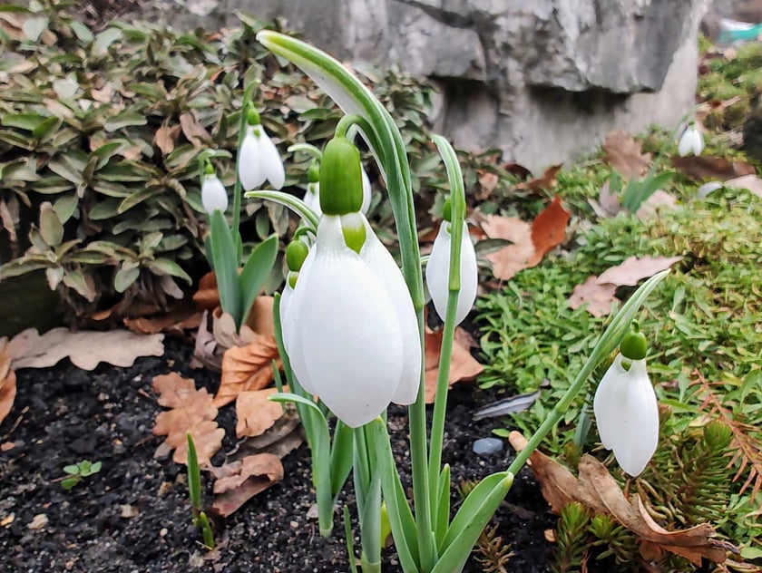 Kwiaty z Ogrodu Botanicznego