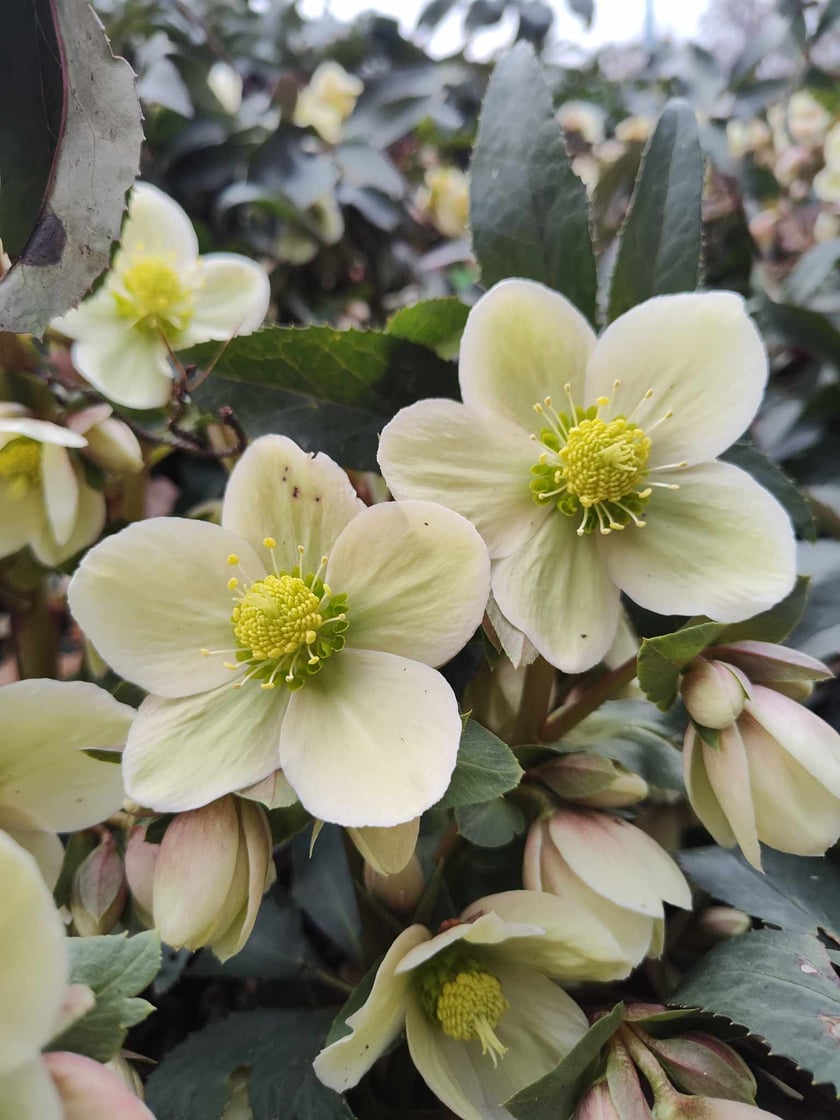 Ciemierniki. Kwiaty z Ogrodu Botanicznego