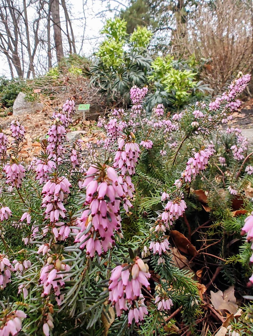 Wrzosiec. Kwiaty z Ogrodu Botanicznego