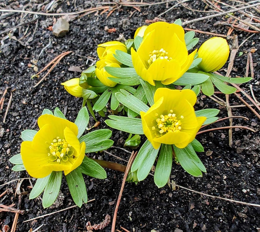 Ranniki. Kwiaty z Ogrodu Botanicznego