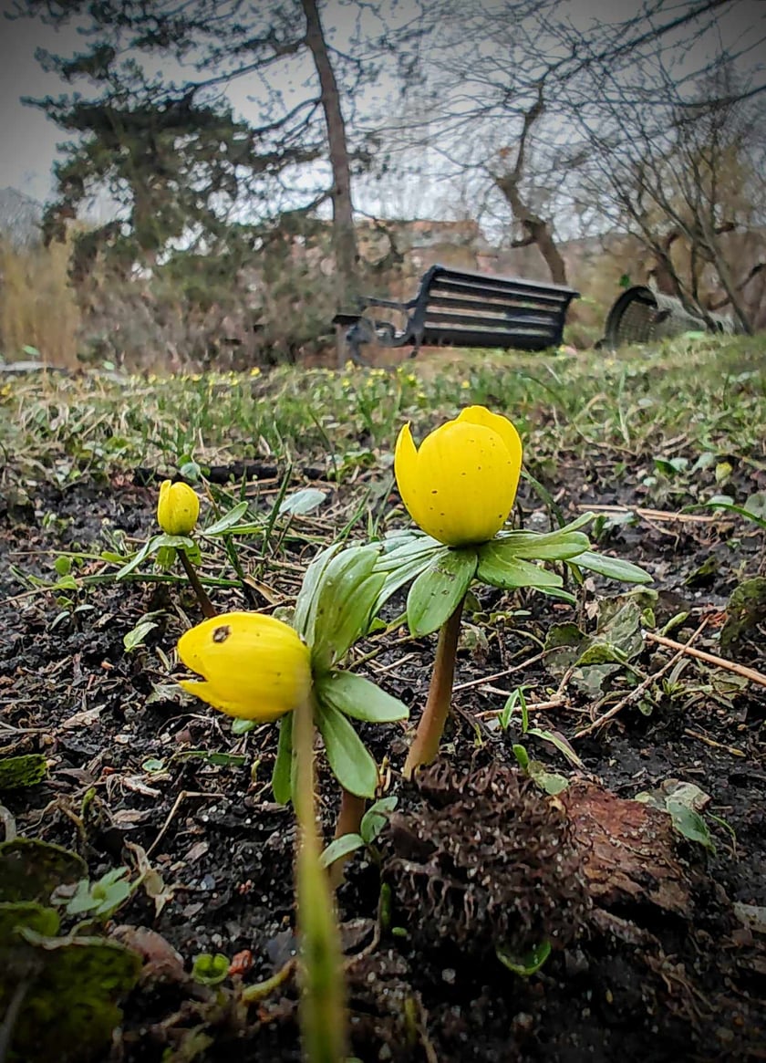 Ranniki. Kwiaty z Ogrodu Botanicznego