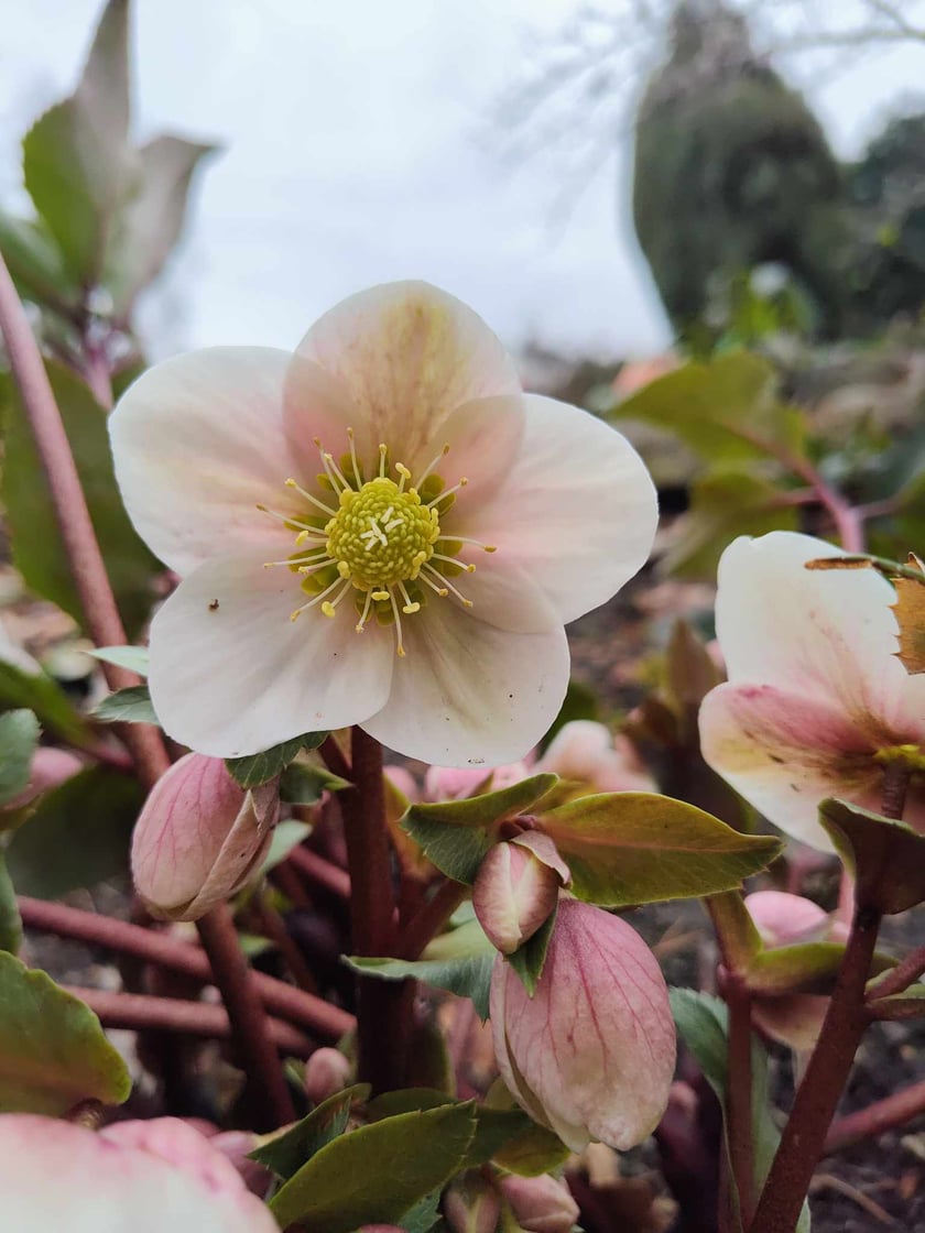 Ciemierniki. Kwiaty z Ogrodu Botanicznego