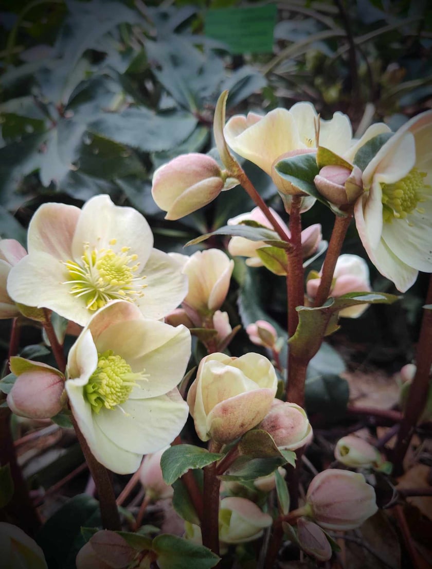 Ciemierniki. Kwiaty z Ogrodu Botanicznego
