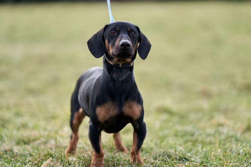 Nieco ponad roczny jamniczek Jakub poleca się do adopcji. Do schroniska oddał go właściciel. Powodem były trudności życiowe opiekuna. Jakub ma mocny charakter :) Nie wszystko mu się podoba i trzeba się z nim najpierw zaprzyjaźnić. W mieszkaniu zachowuje czystość, ale potrafi zniszczyć przedmioty. Lubi suczki, koty goni. Jest inteligentny i szalenie bystry. Nr ew. 50/24