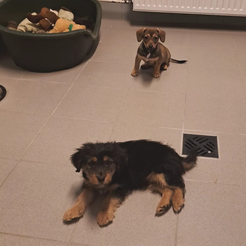 Aktualnie we wrocławskim schronisku przebywa także 12 maluszk&oacute;w. Wszystkie są urocze, ale każdy potrzebuje sporej uwagi i głaskanka. Jedna ekipa trafiła do schroniska jako znaleziona, a drugą grupę szczeniąt oddał właściciel. Maluchy są obecnie na kwarantannie. &ndash; Osoby myślące o adopcji szczeniaka zapraszamy do schroniska, gdzie można maluchy poznać, porozmawiać z ich opiekunką i złożyć ankietę na wybranego psiaka &ndash; m&oacute;wi Ola Cukier z wrocławskiego schroniska dla zwierząt.