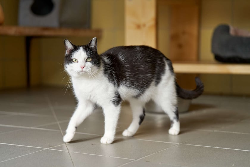 Ok. 3-letnia Lea została adoptowana, ale wr&oacute;ciła do schroniska :( Powodem był fakt, że nie dała się oswoić, trzymała się z dala od ludzi. Lea nie ufa człowiekowi, nie lubi dotyku. Trzyma się jednak dość blisko. Bardzo lubi inne koty, więc najlepiej, aby trafiła do domu, gdzie jest już jeden miły i ufny zwierzak.