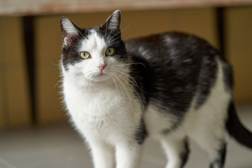 Ok. 3-letnia Lea została adoptowana, ale wr&oacute;ciła do schroniska :( Powodem był fakt, że nie dała się oswoić, trzymała się z dala od ludzi. Lea nie ufa człowiekowi, nie lubi dotyku. Trzyma się jednak dość blisko. Bardzo lubi inne koty, więc najlepiej, aby trafiła do domu, gdzie jest już jeden miły i ufny zwierzak.