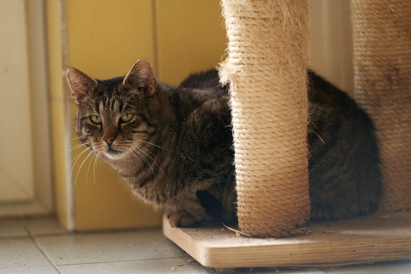 Miecio ma ok. 8 lat. Trafił do schroniska jako znaleziony. Początkowo był bardzo nieufny i unikał ludzi. Od pewnego czasu zrobił się niesamowicie miły, kontaktowy i domagający się uwagi. Miecio toleruje inne koty. Szuka spokojnego domu.