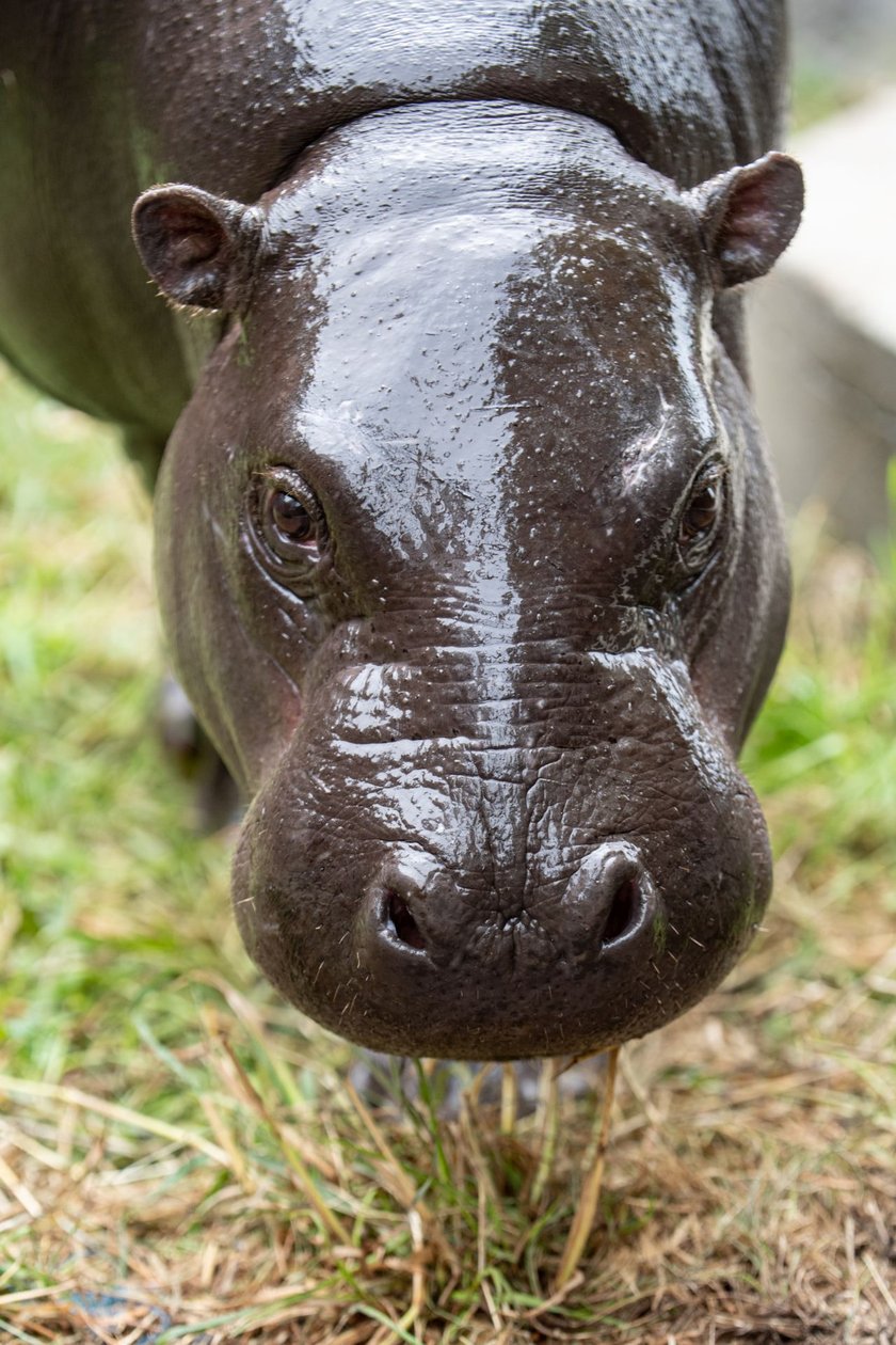 Hipopotamice nilowe podczas Dnia Hipopotama w zoo Wrocław