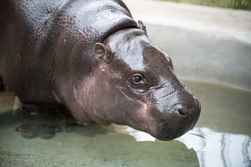 Kadarka, urocza hipopotamica karłowata przyjechała do nas w 2022 roku z zoo z Węgier.