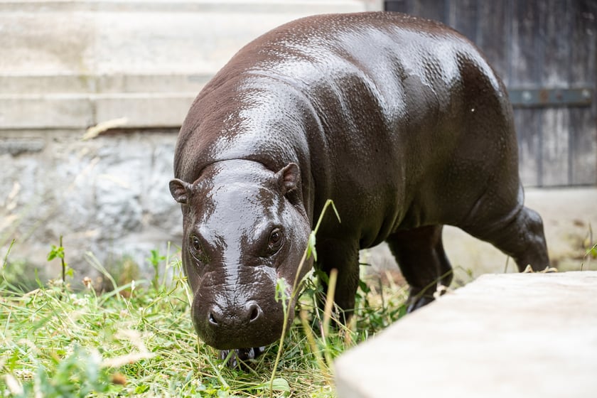 Hipopotam karłowaty - Kadarka. Historia hodowli hipopotam&oacute;w karłowatych we wrocławskim zoo sięga 1932 roku.