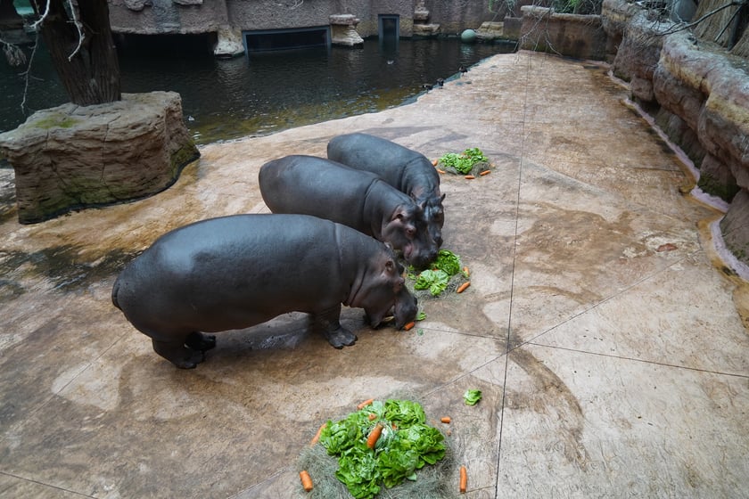 Hipopotamice nilowe podczas Dnia Hipopotama w zoo Wrocław pałaszują warzywne torty