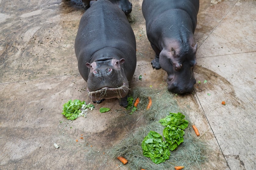 Hipopotamice nilowe podczas Dnia Hipopotama w zoo Wrocław dostały torty warzywne