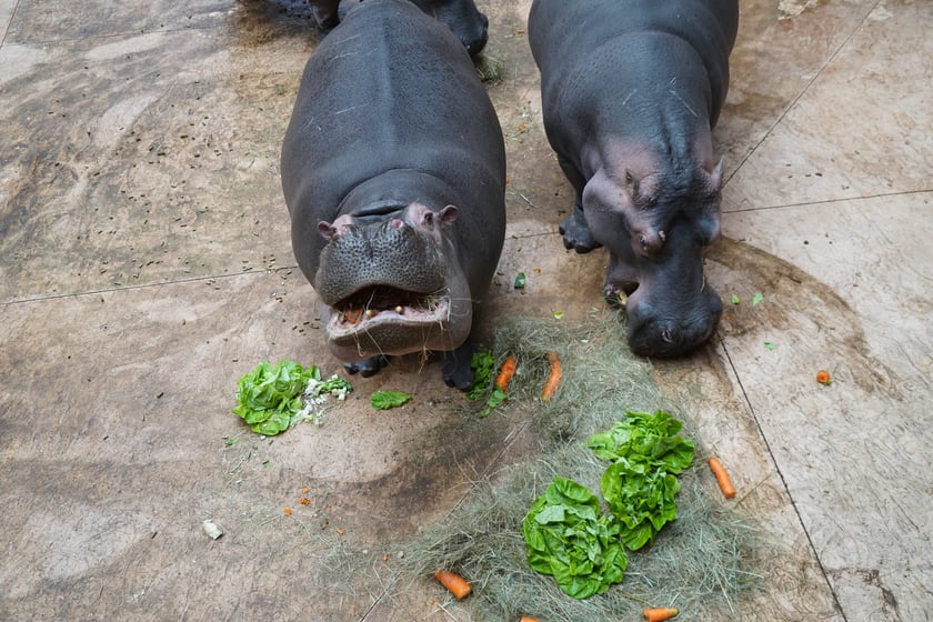 Hipopotamice nilowe podczas Dnia Hipopotama. Jak widać tort z dodtakiem sałaty i marchewki bardzo im smakował