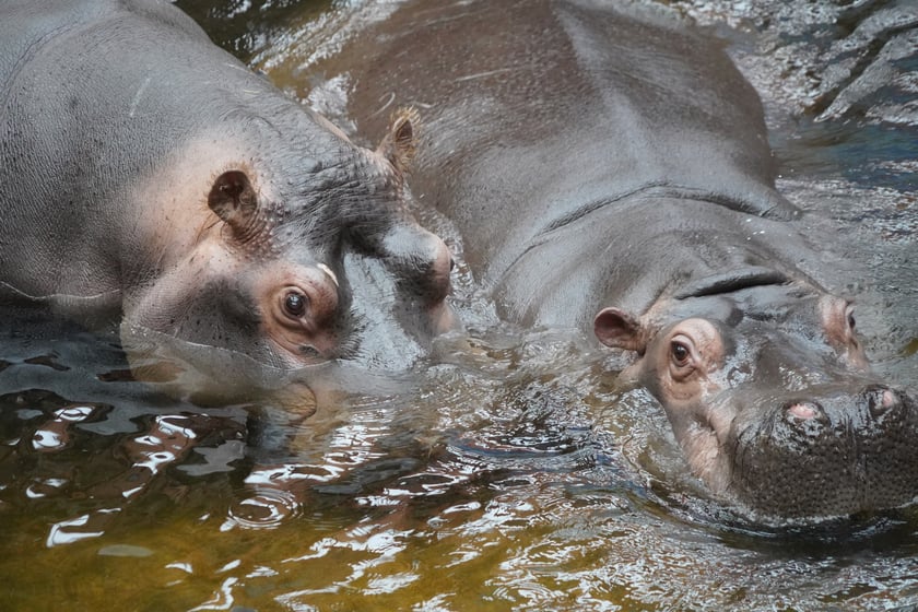 Hipopotamice nilowe w zoo Wrocław według tradycji noszą imiona związane z tańcem