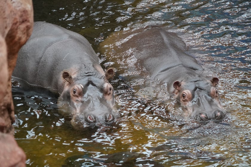 Hipopotamice nilowe w zoo Wrocław