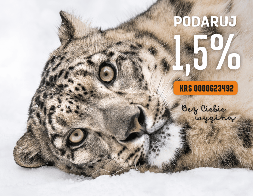 Pantera śnieżna. Zwierzęta wspiera fundacja ZOO Wrocław - DODO