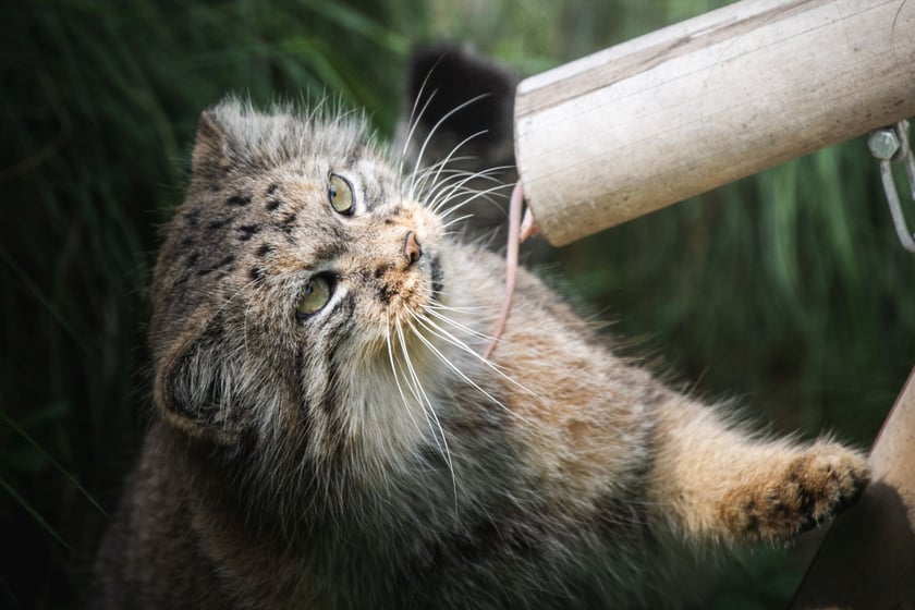 Manul podczas karmienia w zoo.&nbsp;Manule to bardzo mało poznane, małych rozmiar&oacute;w kotowate, żyjące w naturze na stepach i w g&oacute;rach centralnej Azji.&nbsp;