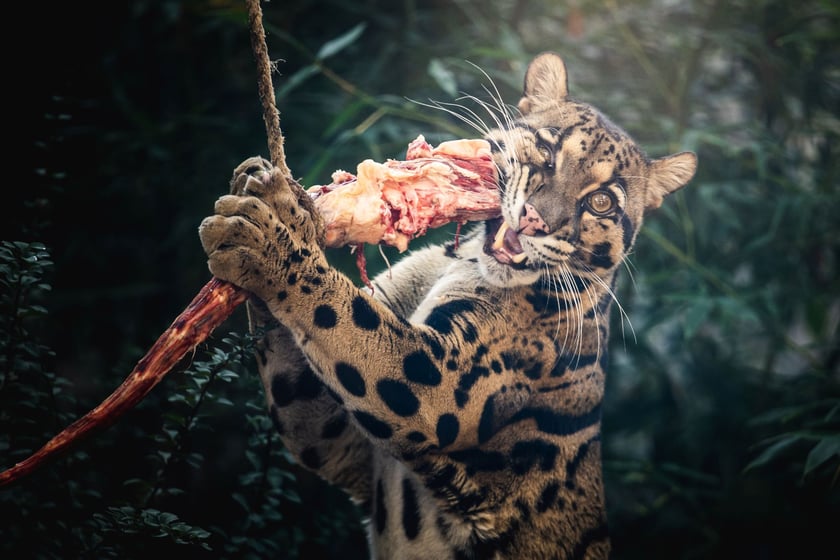 Pantera mglista podczas karmienia w zoo.&nbsp;Pantery mgliste swą nazwę zawdzięczają między innymi mglistym wilgotnym lasom, w kt&oacute;rych żyją w naturze.&nbsp;