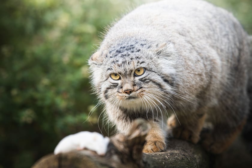Manul.&nbsp;Ekspansja człowieka w coraz bardziej niedostępne zakątki Azji powoduje duży spadek liczebności tego gatunku. Problemem jest też kłusownictwo ze względu na piękne futro manula.&nbsp;