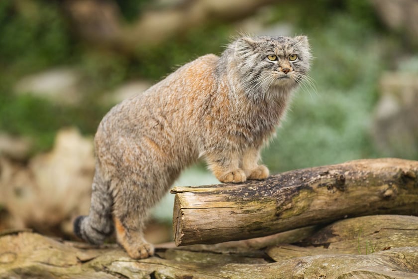 Manul Kubi