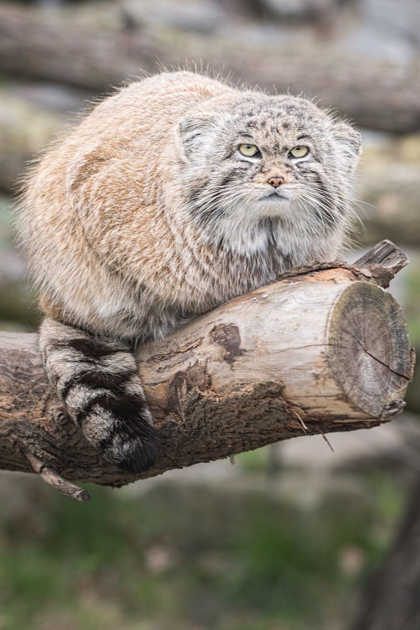 Manul. Gatunek ten wymaga ochrony i zainteresowania ze strony badaczy.&nbsp;