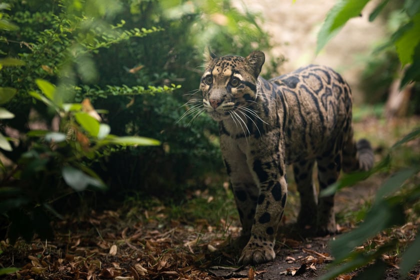 Pantera mglista.&nbsp;Wrocławskie zoo wspiera ochronę panter na Borneo poprzez wsparcie finansowe programu monitorowania dzikich zwierząt na plantacjach palmy olejowej, prowadzonego przez organizację Hutan.
