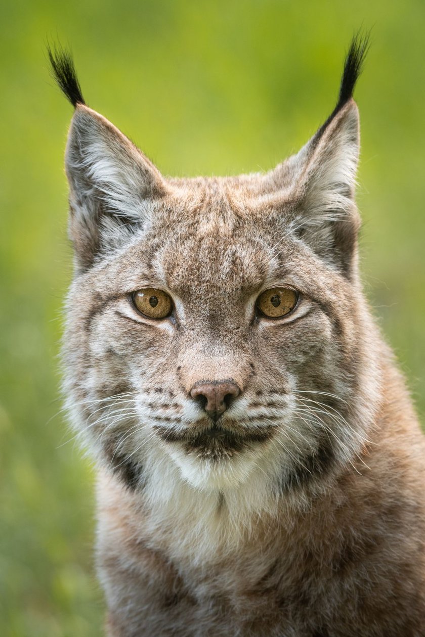 Ryś - Pandora z wrocławskiego zoo.&nbsp;Nasz ogr&oacute;d wspiera polskie Stowarzyszenie dla Natury "Wilk", kt&oacute;re zajmuje się badaniem zwyczaj&oacute;w rysi i wilk&oacute;w, działalnością naukową i edukacyjną oraz ich ochroną w naturze.