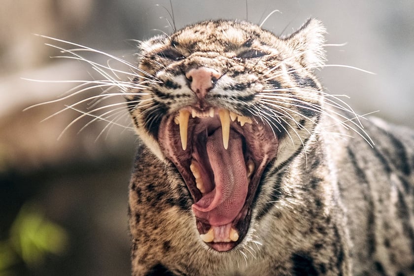 Pantera mglista.&nbsp;Przez Międzynarodową Unię Ochrony Przyrody (IUCN) zwierzęta te są sklasyfikowane jako gatunek zagrożony wyginięciem (VU).