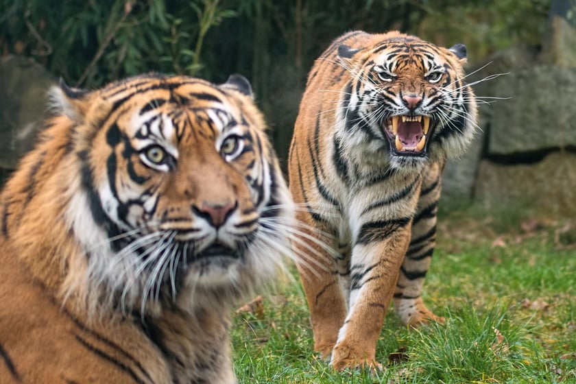 Tygrysy sumatrzańskie z wrocławskiego zoo.&nbsp;