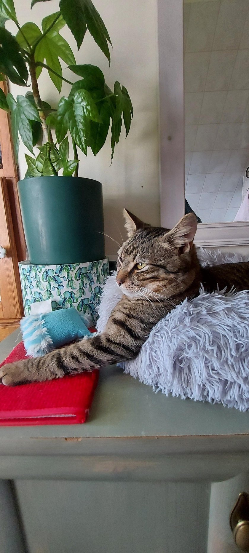 Koty czytelników / internautów www.wroclaw.pl