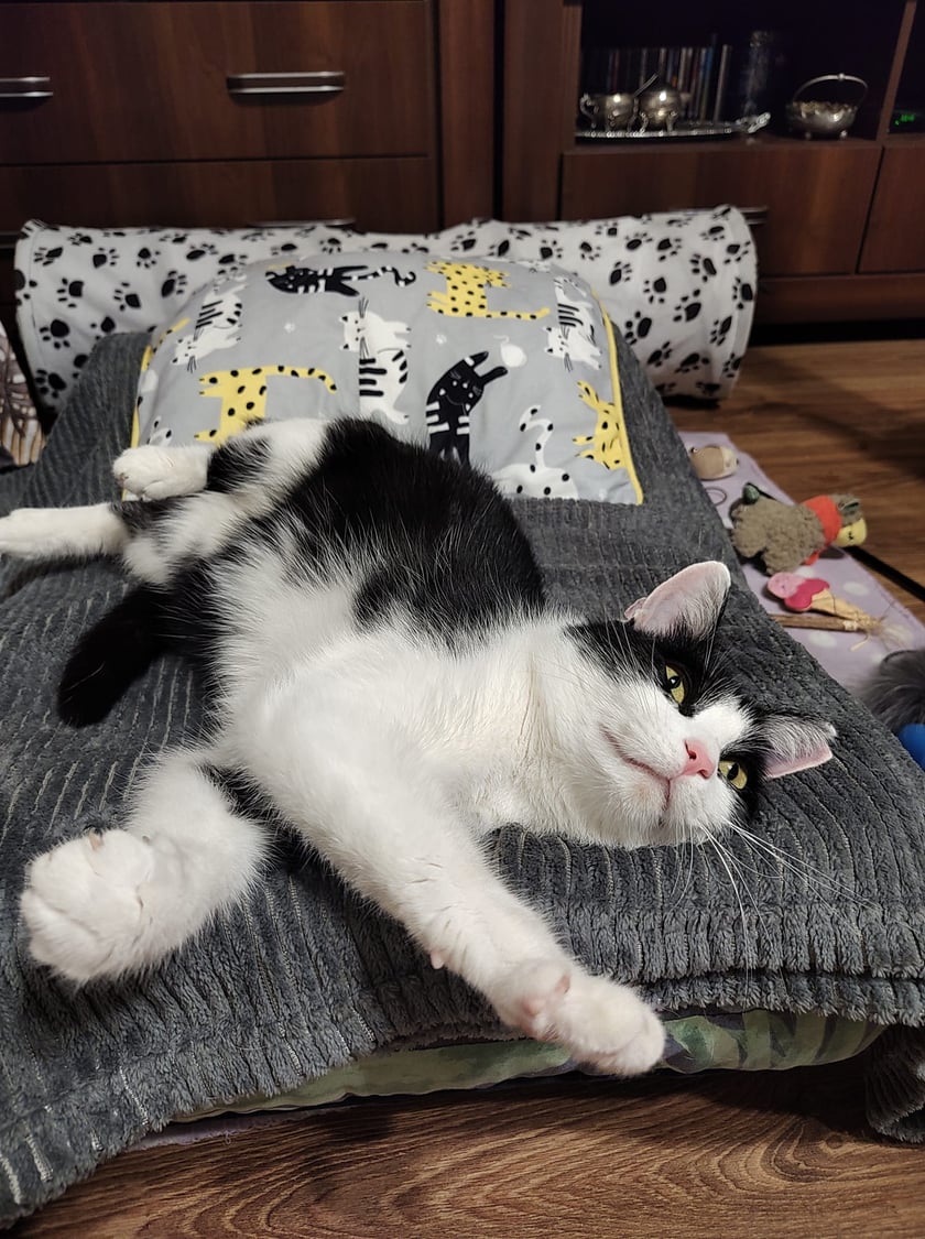 Koty czytelników / internautów www.wroclaw.pl