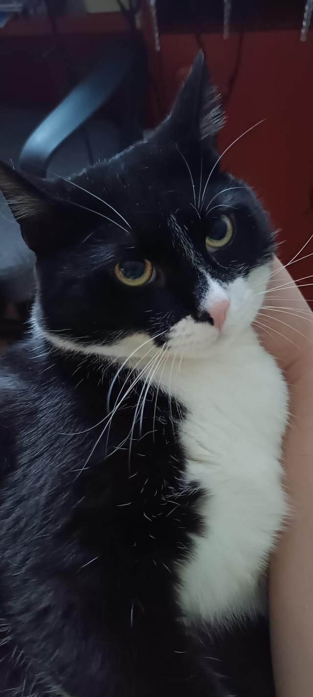 Koty czytelników / internautów www.wroclaw.pl