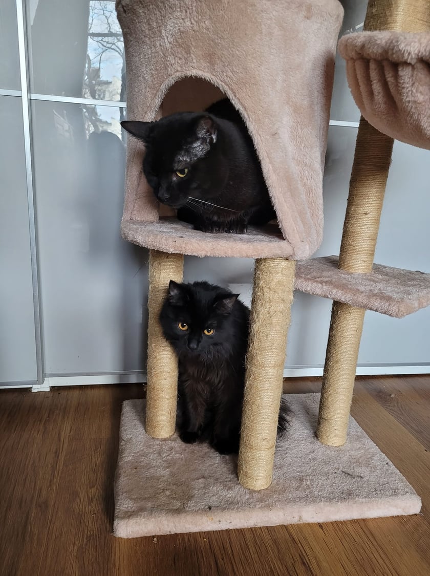 Koty czytelników / internautów www.wroclaw.pl