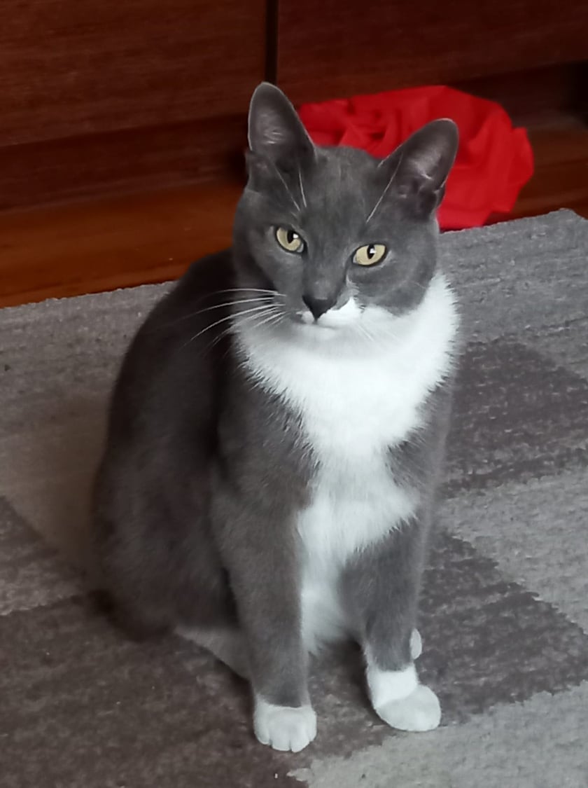 Koty czytelników / internautów www.wroclaw.pl