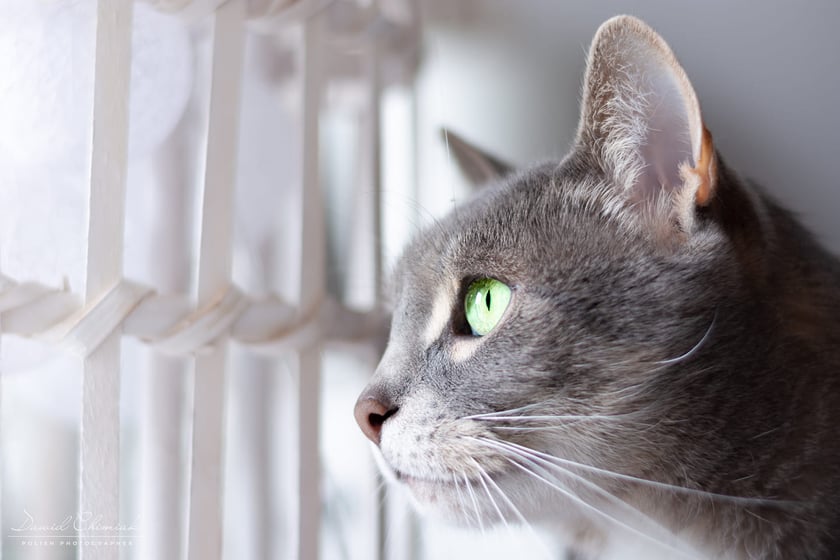 Koty czytelników / internautów www.wroclaw.pl