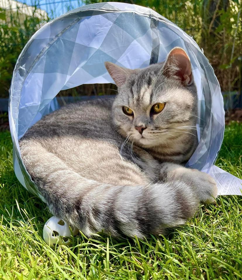 Koty czytelników / internautów www.wroclaw.pl