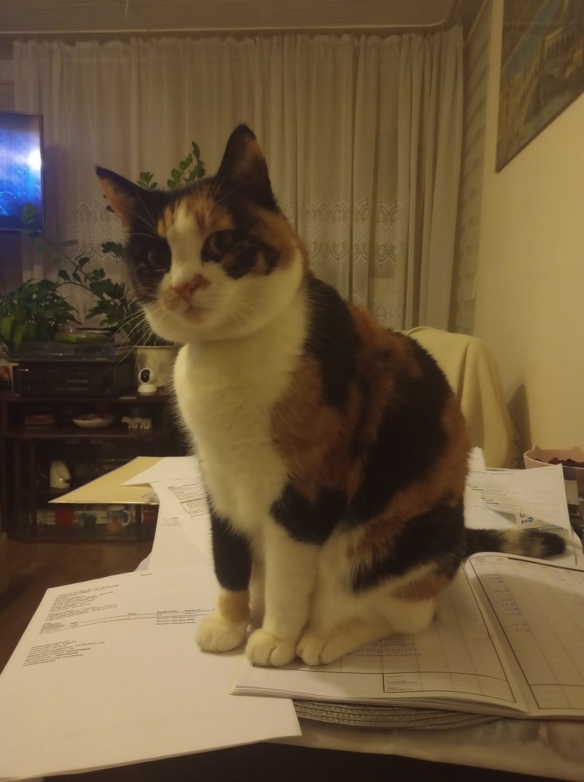 Koty czytelników / internautów www.wroclaw.pl