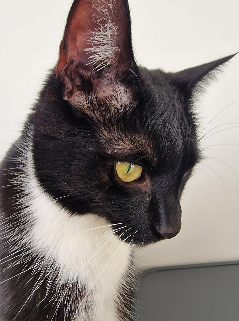 Koty czytelników / internautów www.wroclaw.pl