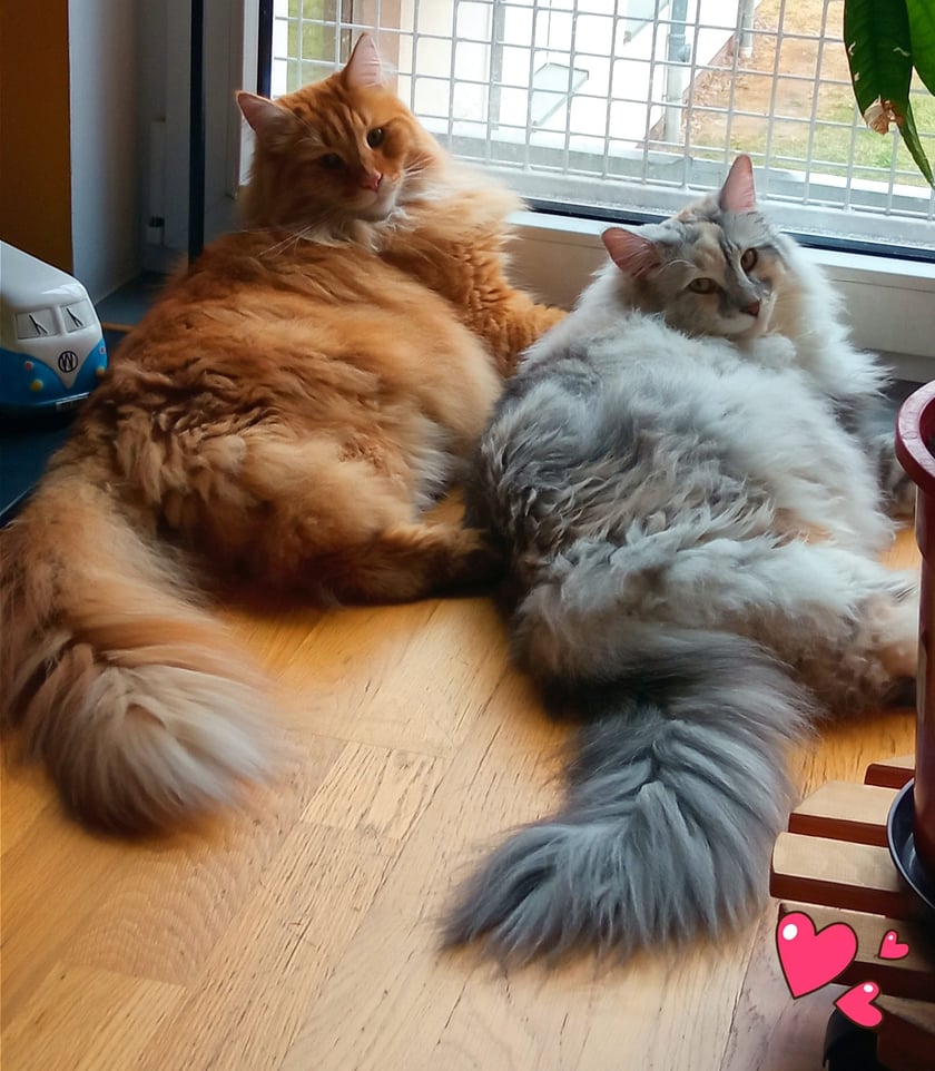 Koty czytelników / internautów www.wroclaw.pl