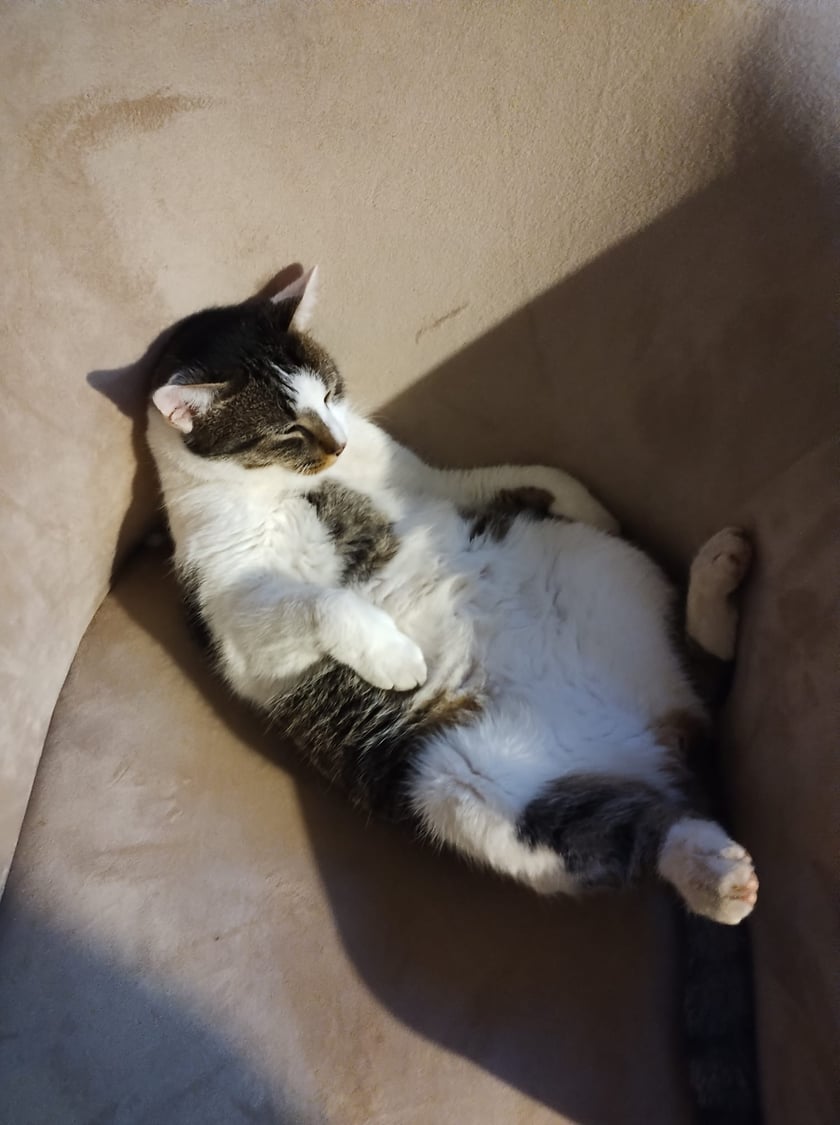 Koty czytelników / internautów www.wroclaw.pl