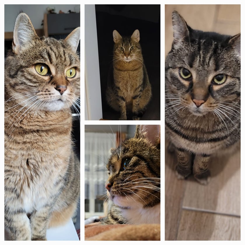 Koty czytelników / internautów www.wroclaw.pl