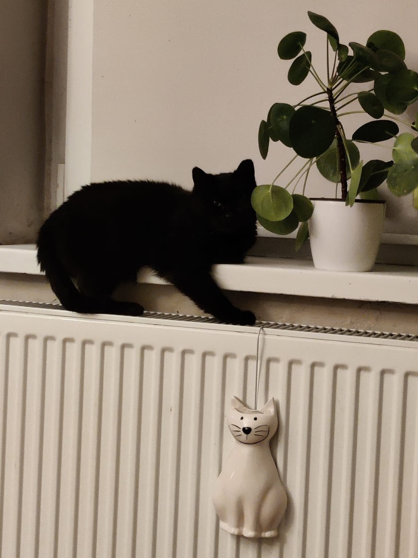 Koty czytelników / internautów www.wroclaw.pl