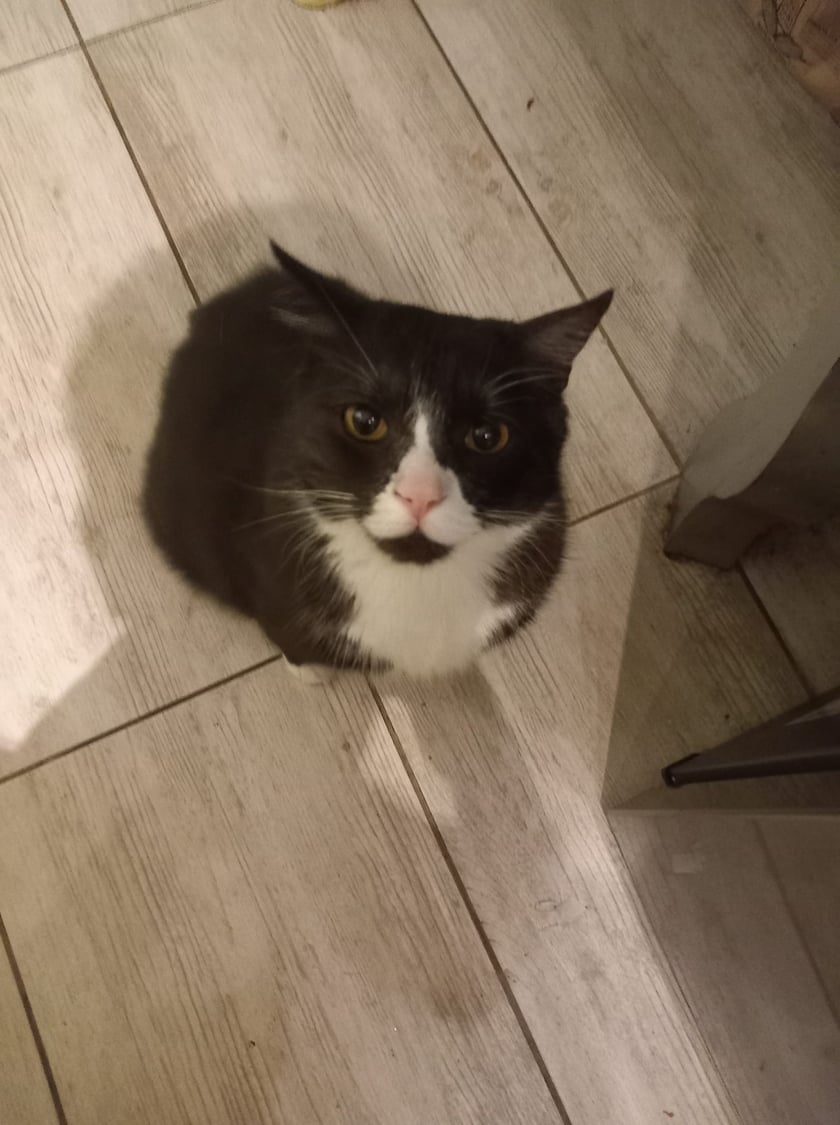 Koty czytelników / internautów www.wroclaw.pl