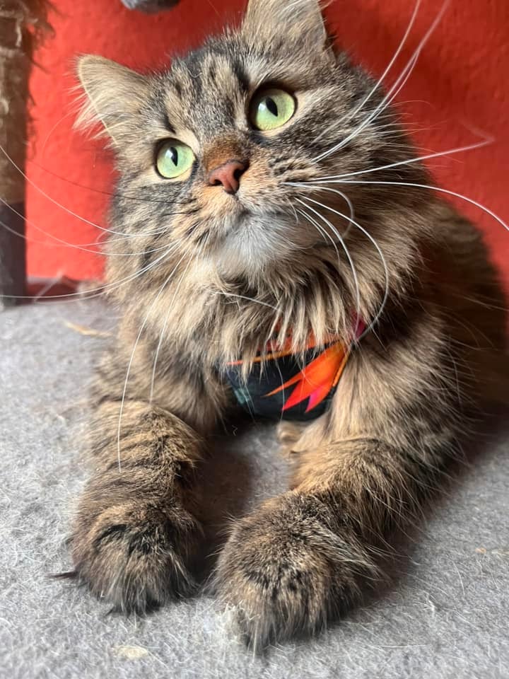 Koty czytelników / internautów www.wroclaw.pl