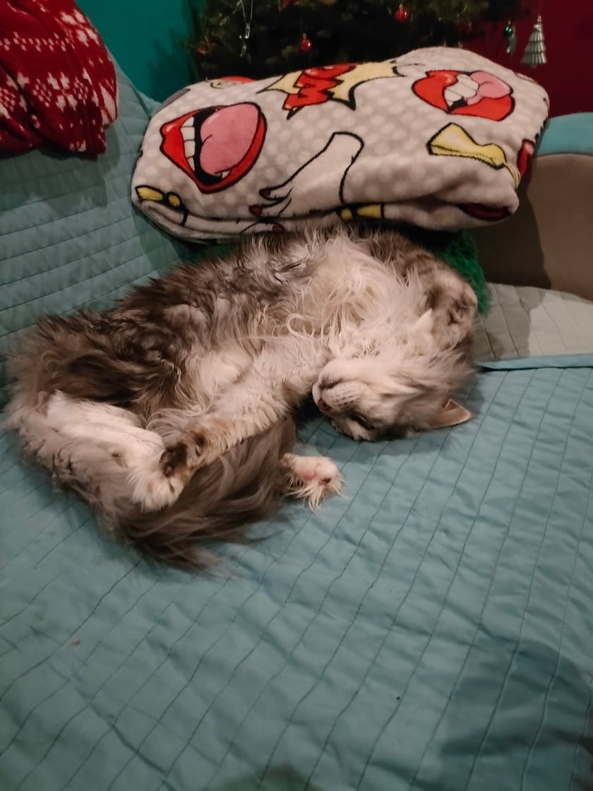 Koty czytelników / internautów www.wroclaw.pl