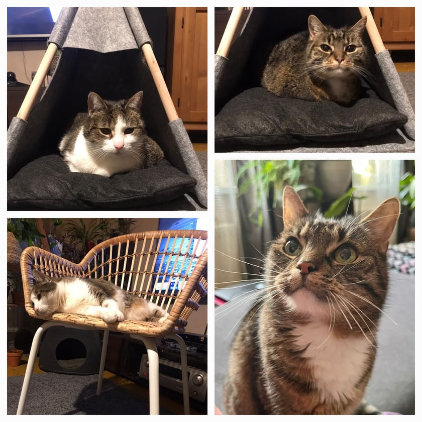 Koty czytelników / internautów www.wroclaw.pl